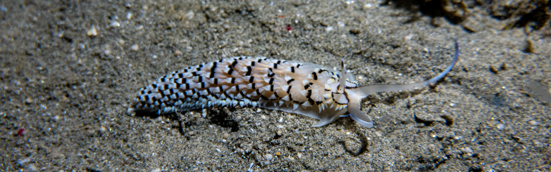 Cerberille annulata